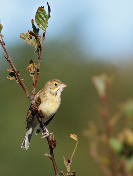 Dickcissel