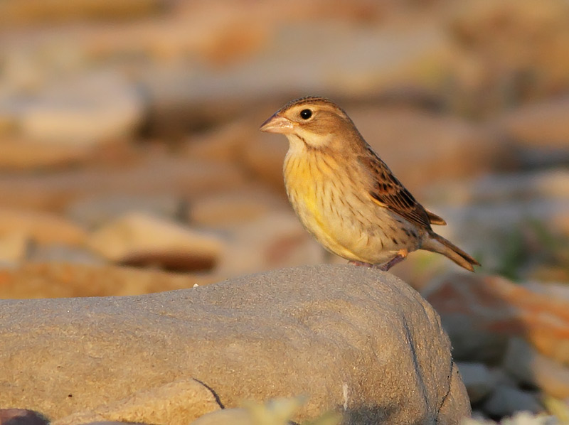 Dickcissel