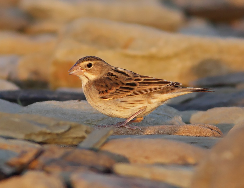 Dickcissel