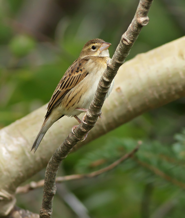 Dickcissel