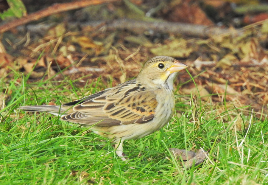 Dickcissel