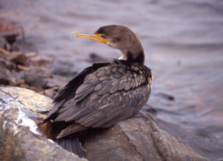 Double-crested Cormorant