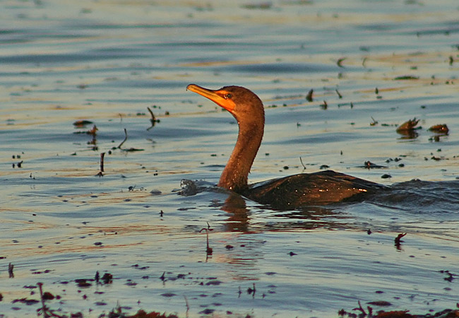 Double-crested Cormorant