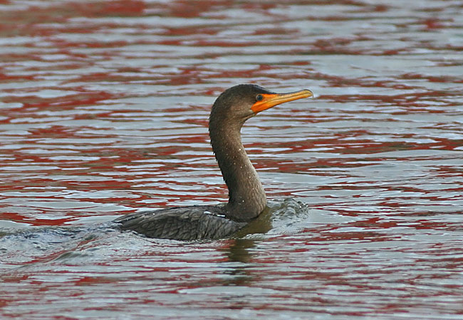 Double-crested Cormorant