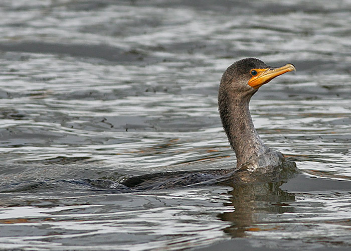 Double-crested Cormorant