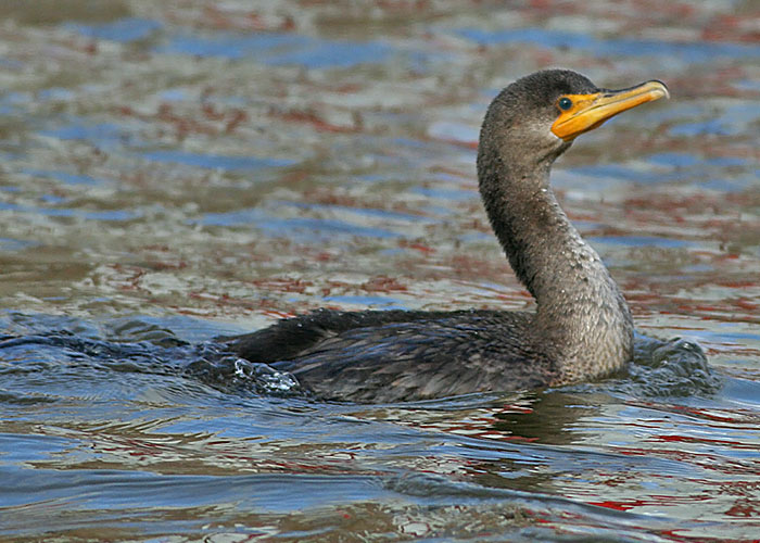 Double-crested Cormorant