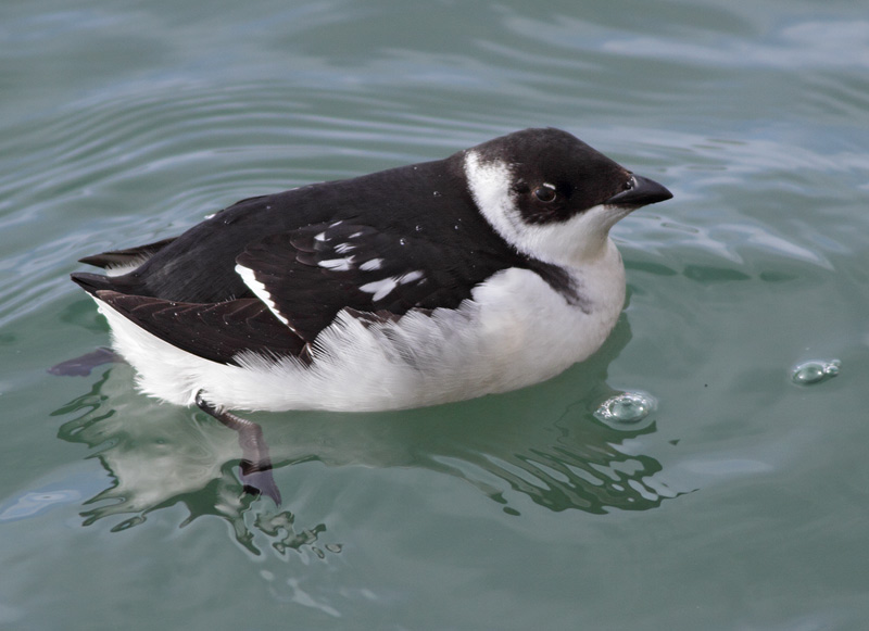 Dovekie