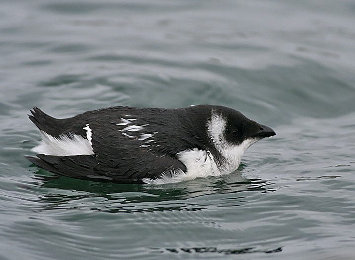 Dovekie