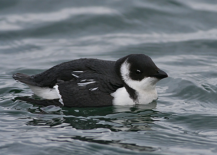 Dovekie