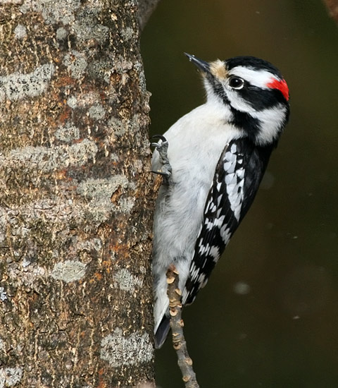 Downy Woodpecker