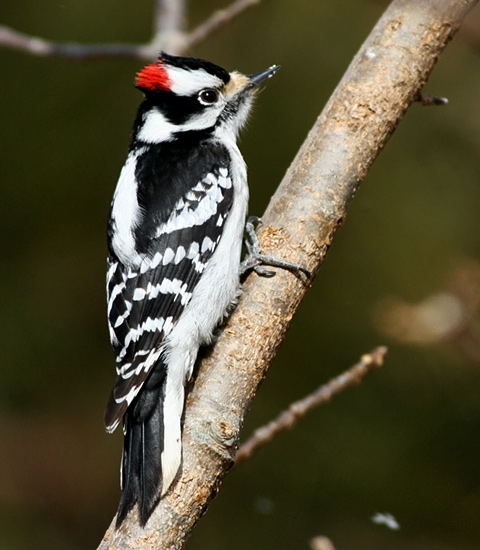 Downy Woodpecker