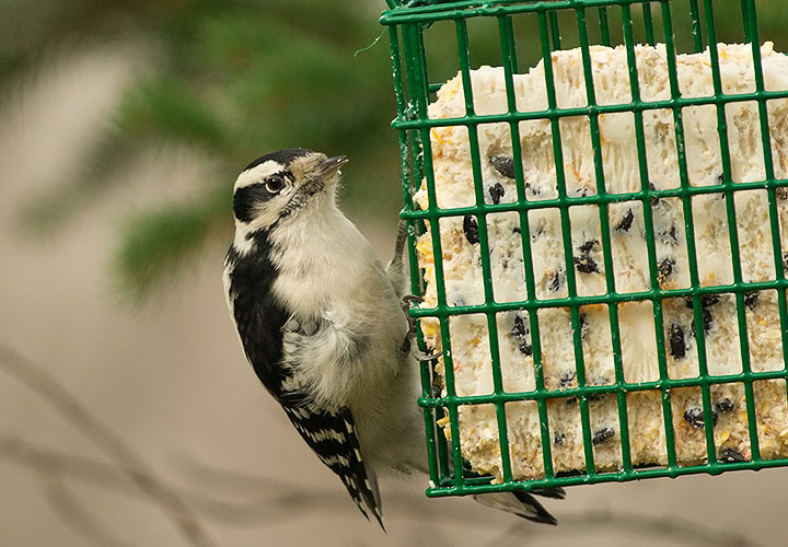 Downy Woodpecker