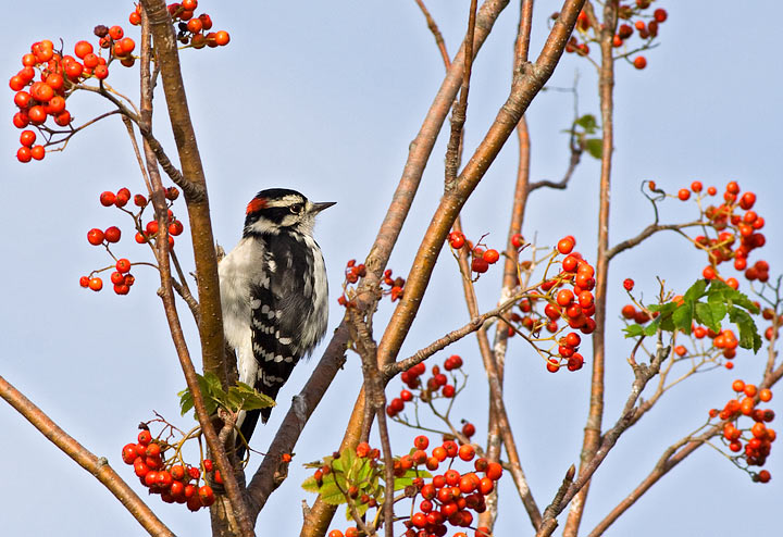 Downy Woodpecker