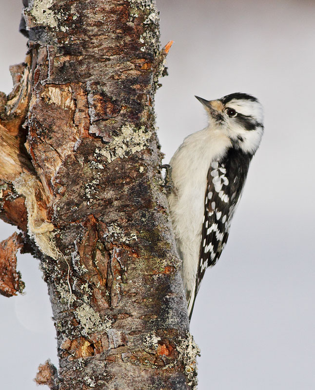 Downy Woodpecker