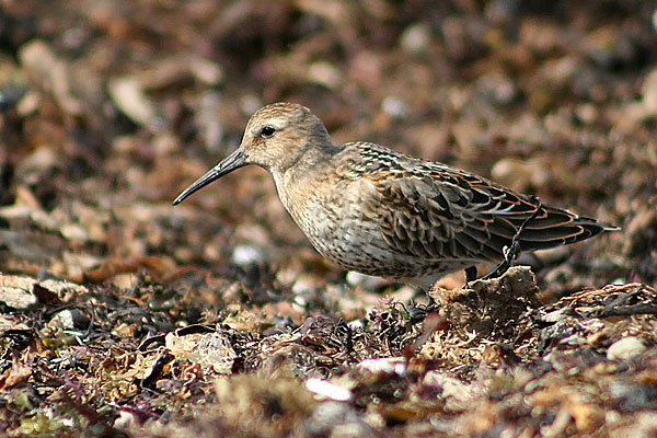 Dunlin