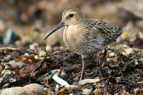 Dunlin