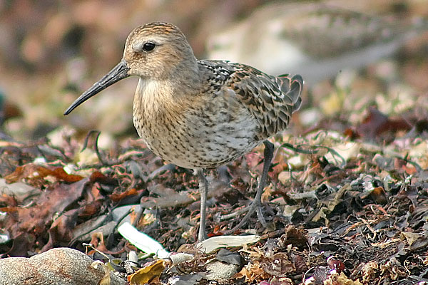 Dunlin