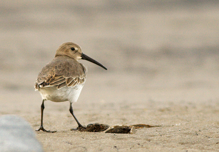 Dunlin