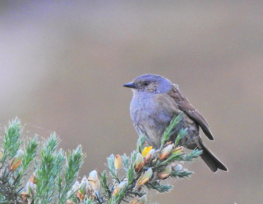 Dunnock