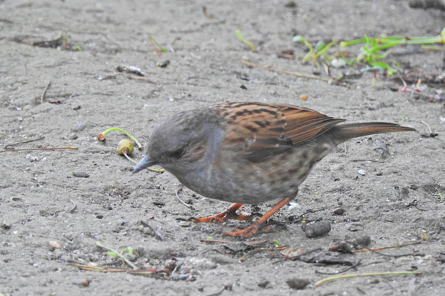 Dunnock