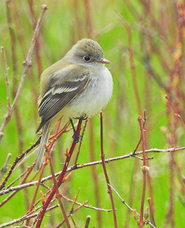 Dusky Flycatcher