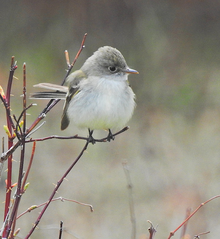 Dusky Flycatcher