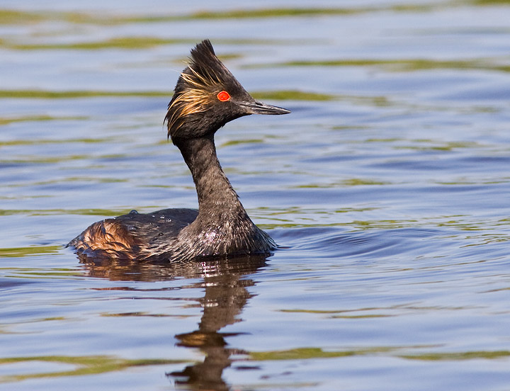 Eared Grebe