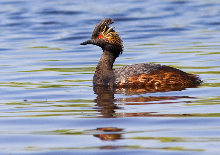 Eared Grebe
