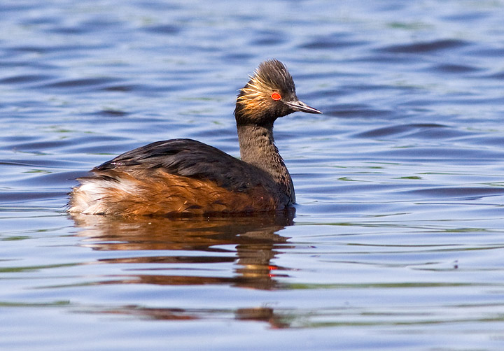 Eared Grebe