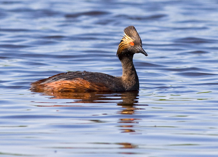 Eared Grebe