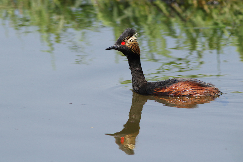 Eared Grebe