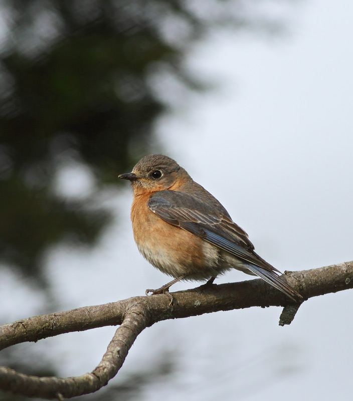 Eastern Bluebird