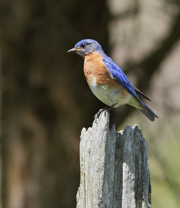 Eastern Bluebird