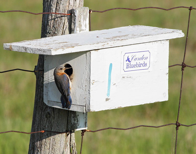 Eastern Bluebird
