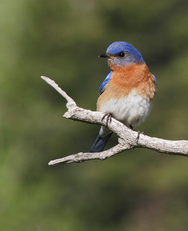 Eastern Bluebird