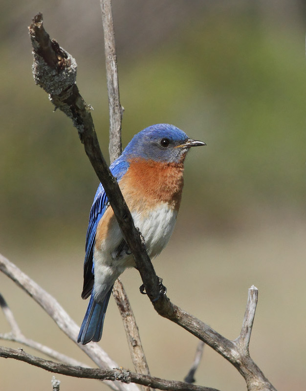 Eastern Bluebird