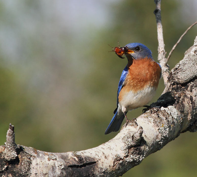 Eastern Bluebird