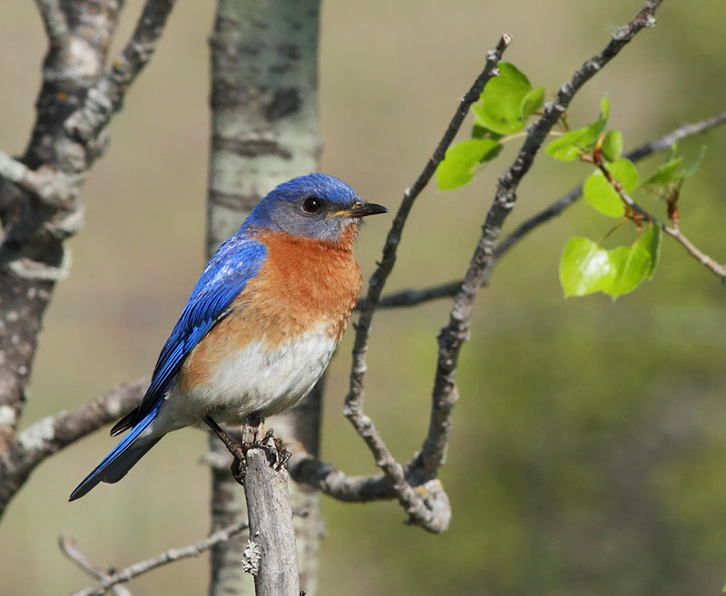 Eastern Bluebird