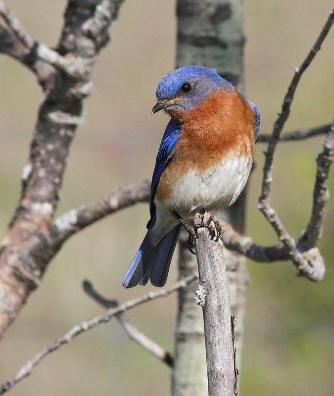 Eastern Bluebird