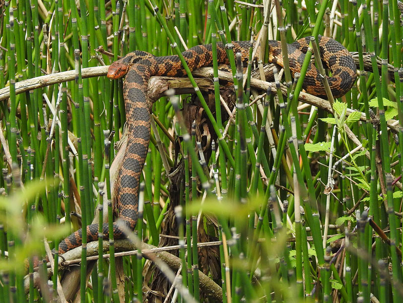 Eastern Fox Snake