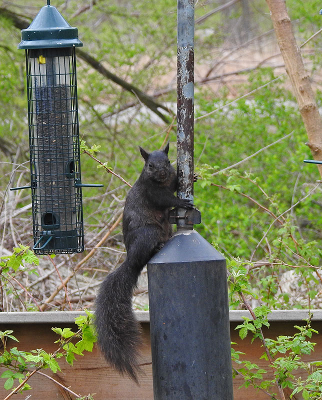 Eastern Gray Squirrel