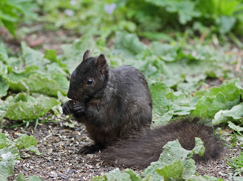 Eastern Gray Squirrel
