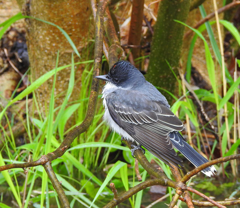Eastern Kingbird