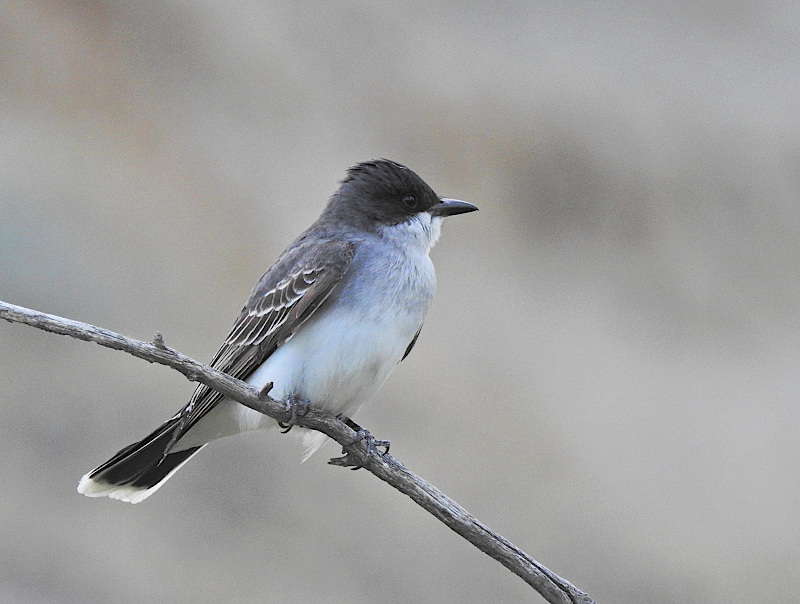 Eastern Kingbird