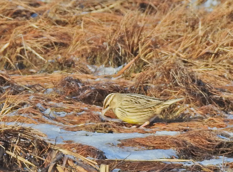 Eastern Meadowlark