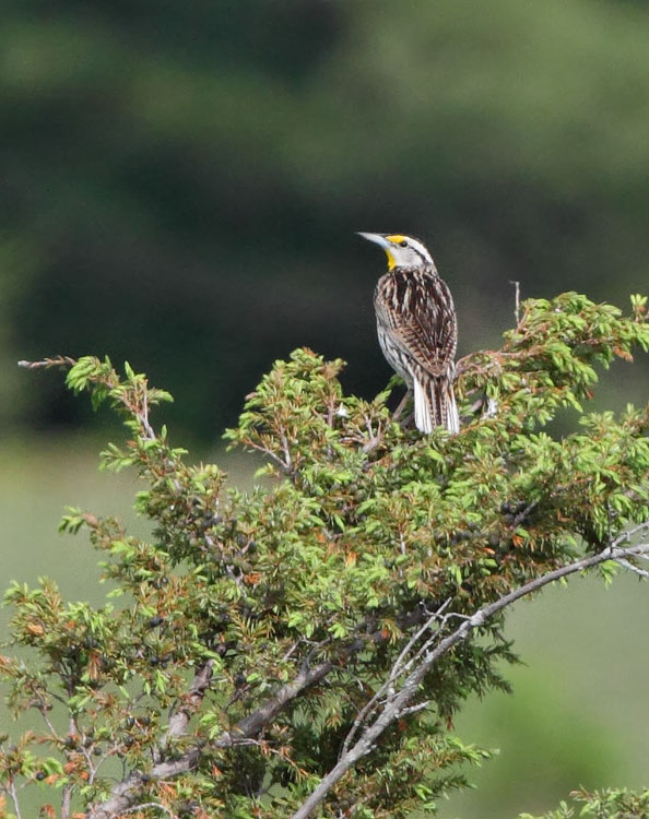 Eastern Meadowlark