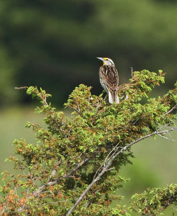 Eastern Meadowlark