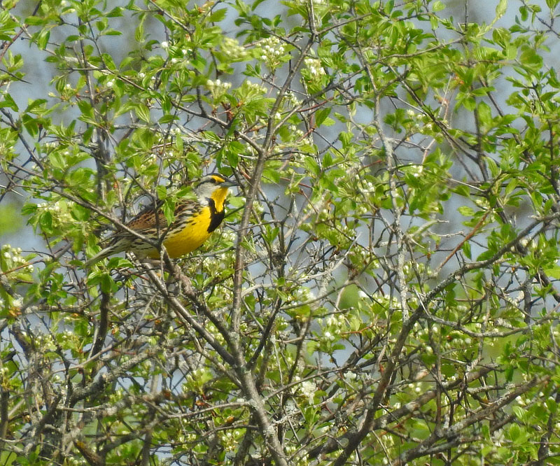 Eastern Meadowlark