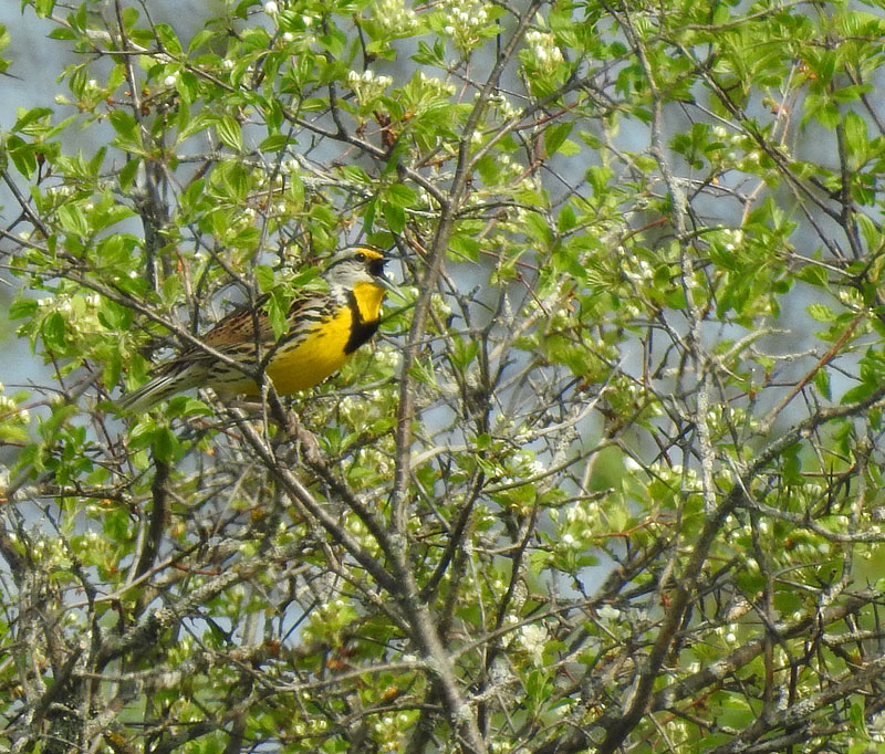 Eastern Meadowlark
