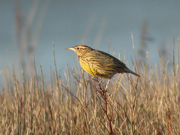 Eastern Meadowlark